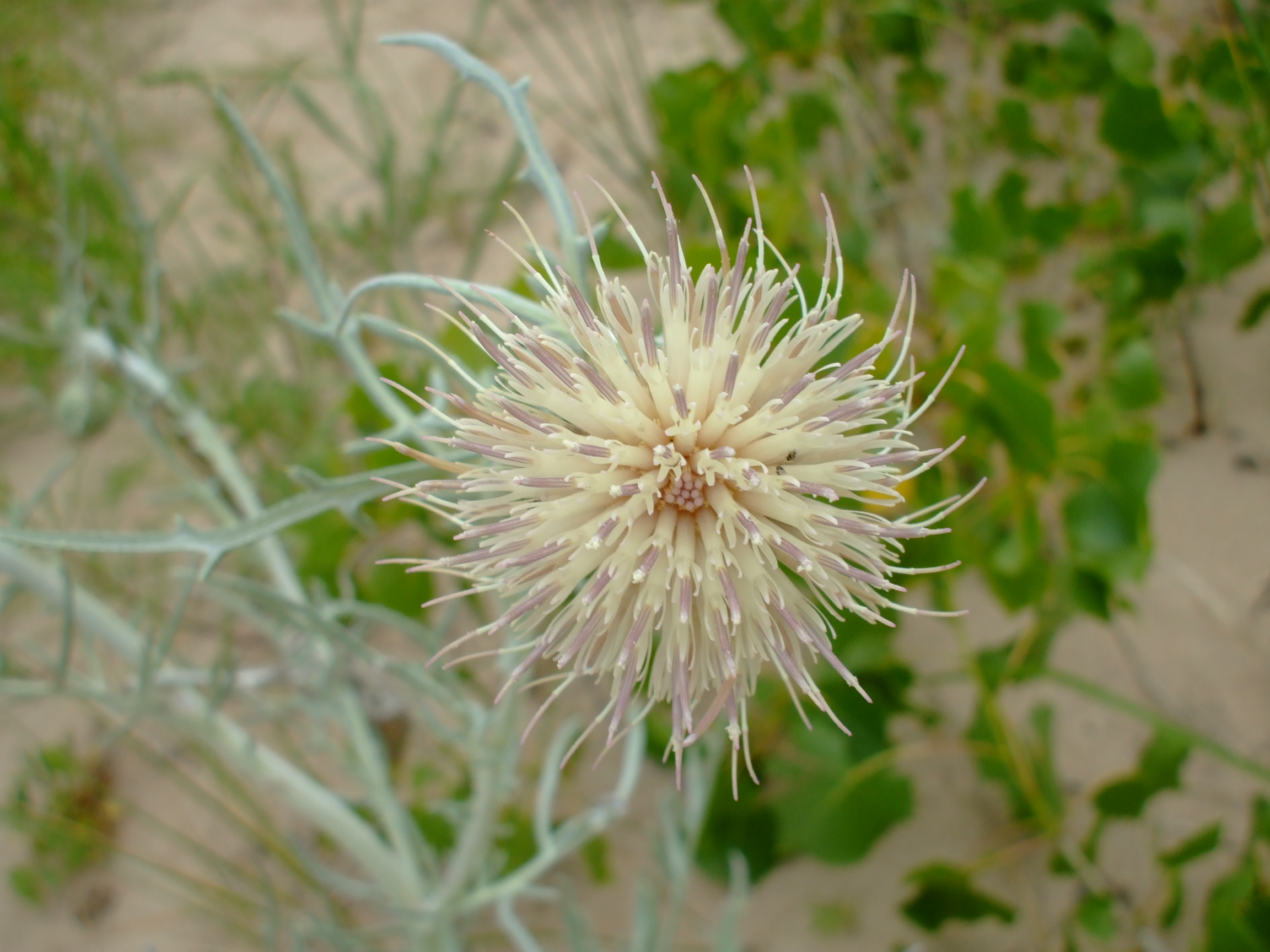 Cirsium pitcheri